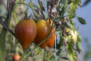 Tomates Coeur de boeuf (au Kg)