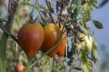 Tomates Coeur de boeuf (au Kg)