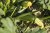 Courgettes vertes (au Kg)