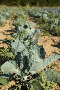 Choux de Bruxelles (au Kg)