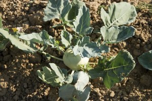  Chou rave blanc et violet 