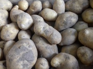 Sac de pommes de terre Aghata 10 kg