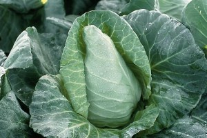 choux pointu nouveau