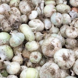 oignons blancs nouveaux